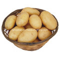 New Crop Chinese Fresh Potato